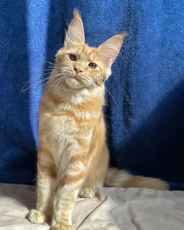 Quinley, red silver Maine Coon girl