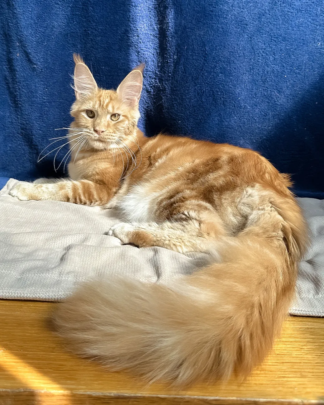 Quinley, red silver Maine Coon girl