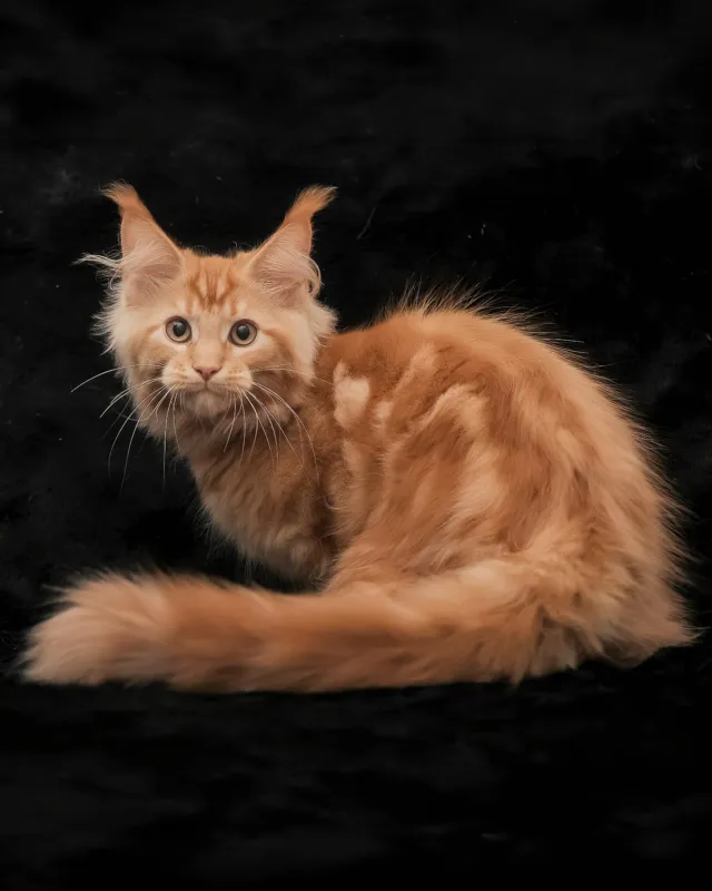 Rey, red marble Maine Coon boy