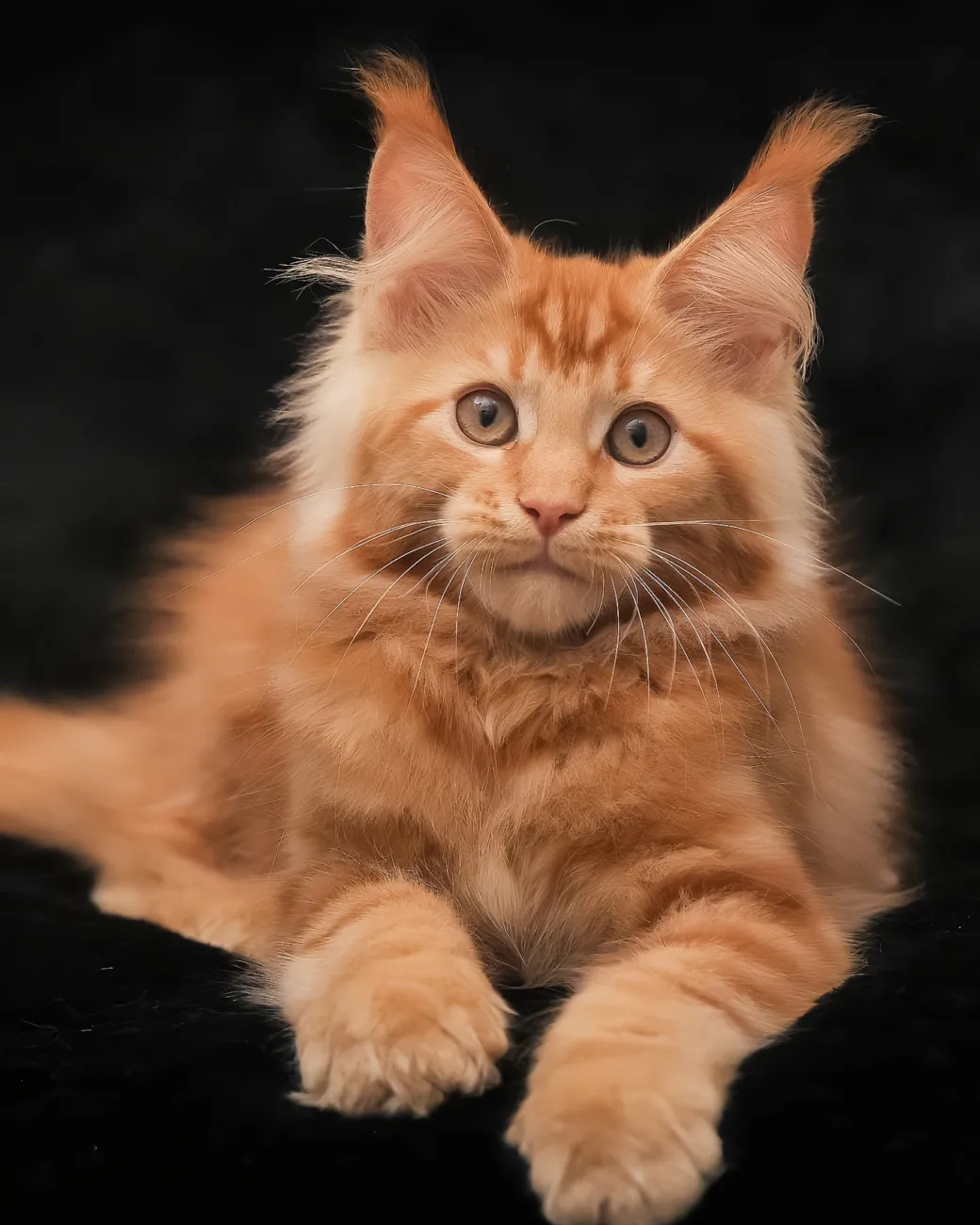 Rey, red marble Maine Coon boy