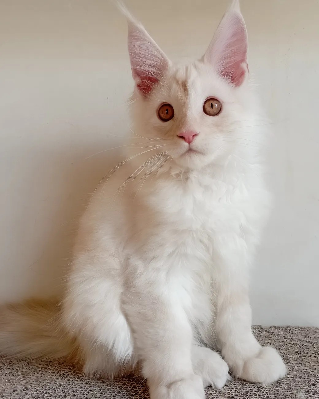 Richy, cream smoke Maine Coon boy