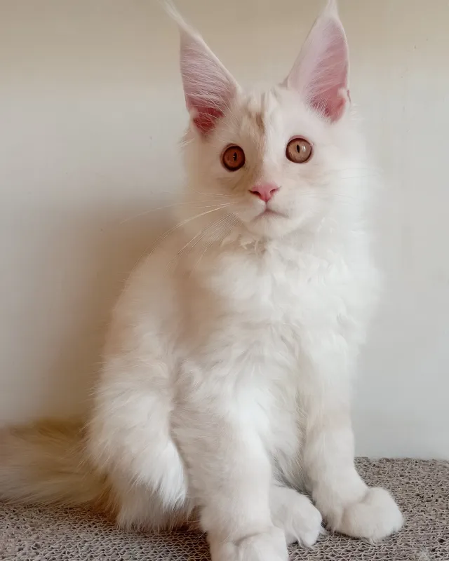 Richy, cream smoke Maine Coon boy