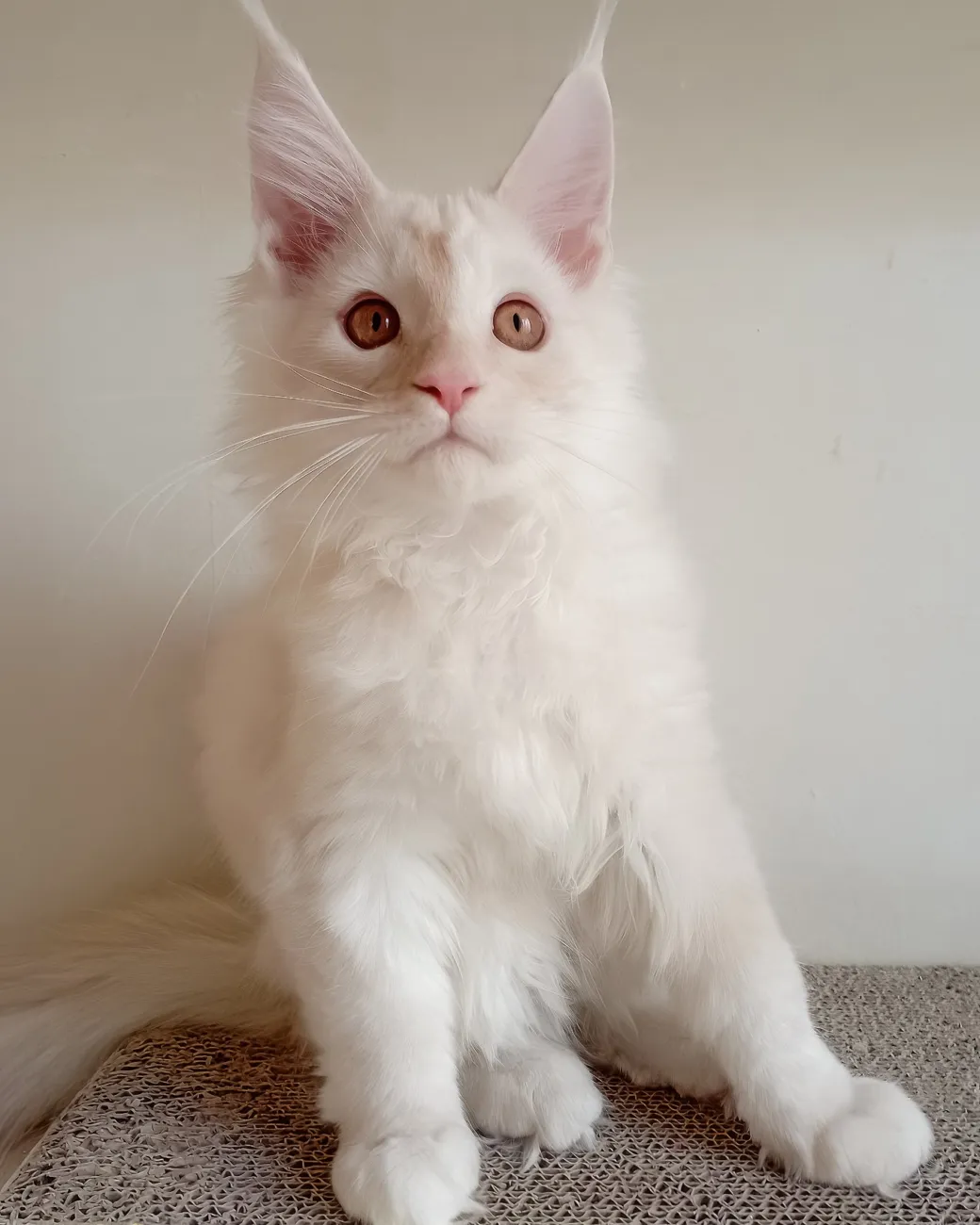 Richy, cream smoke Maine Coon boy