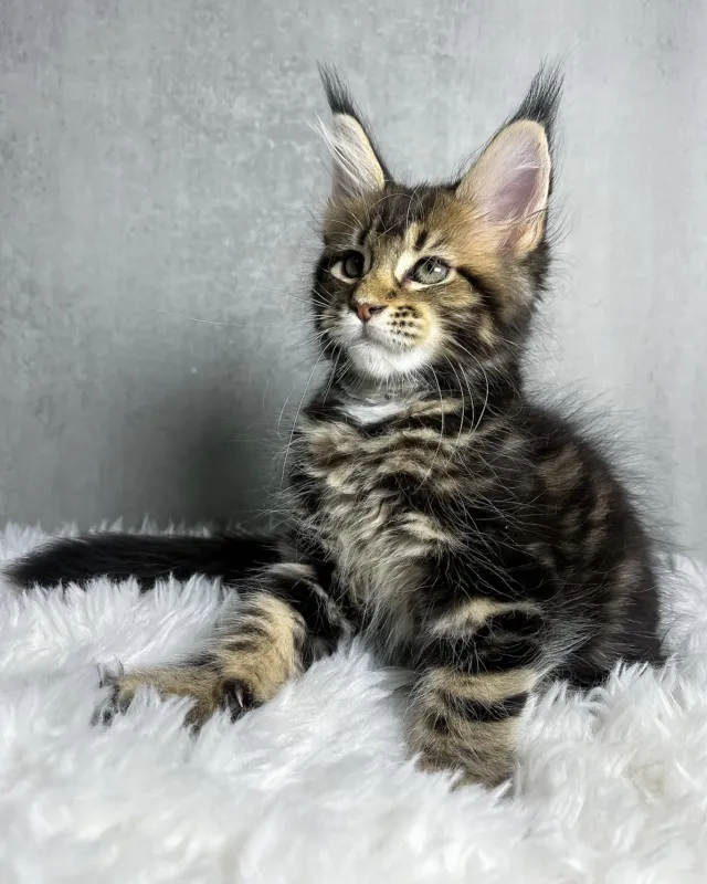 Runa, black classic tabby Maine Coon girl