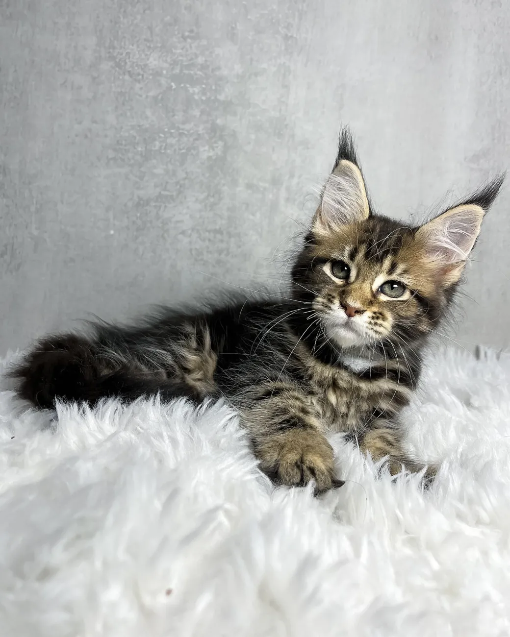Runa, black classic tabby Maine Coon girl