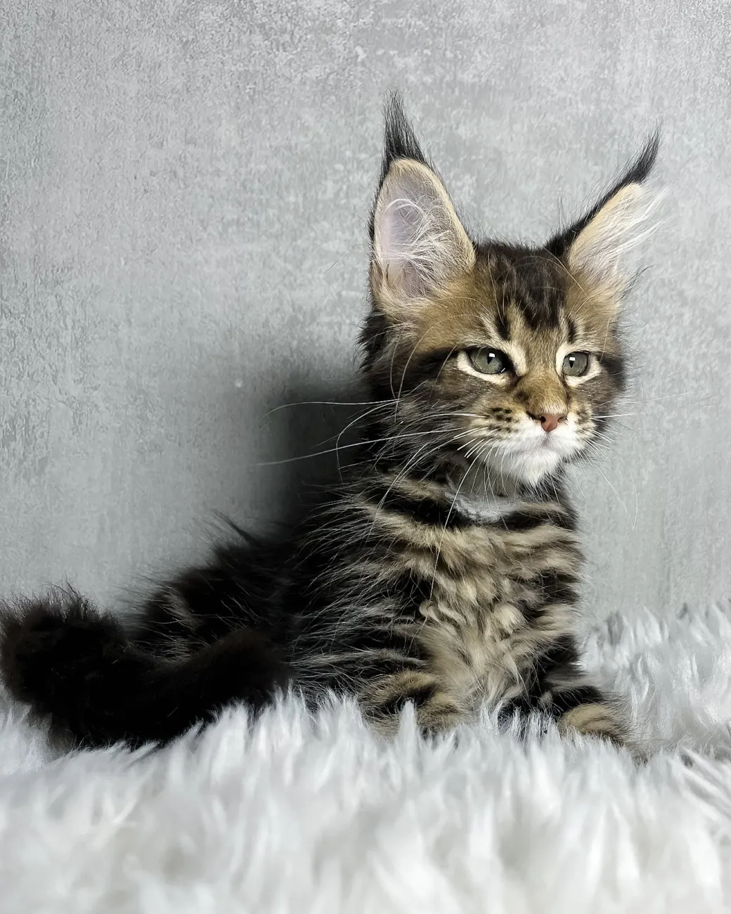 Runa, black classic tabby Maine Coon girl