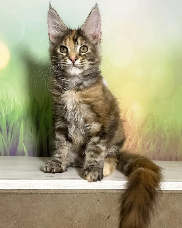 Sansa, black silver tortoise blotched tabby Maine Coon girl