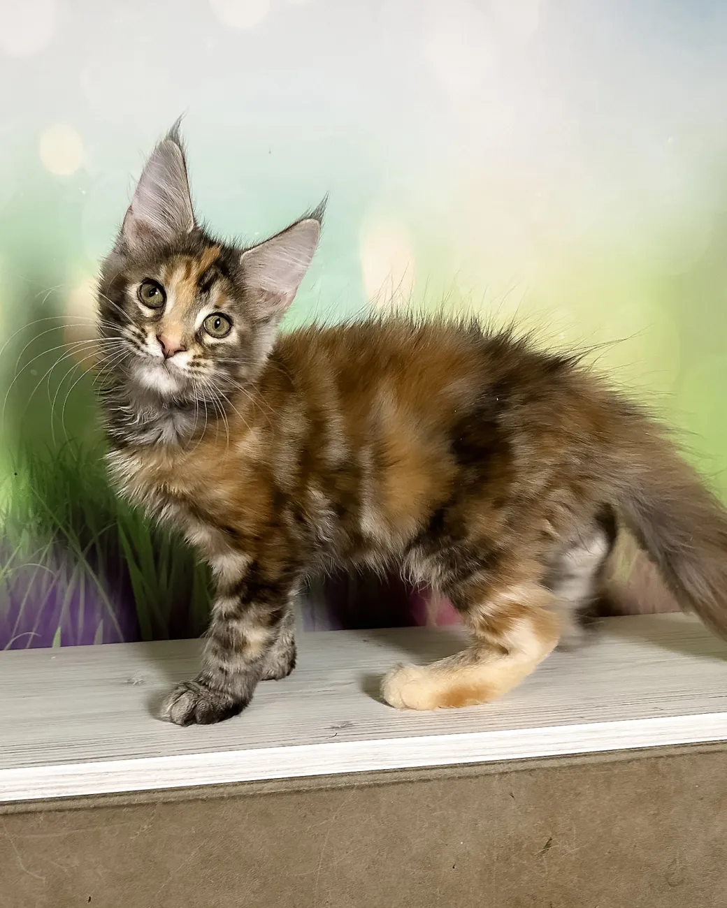 Sansa, black silver tortoise blotched tabby Maine Coon girl