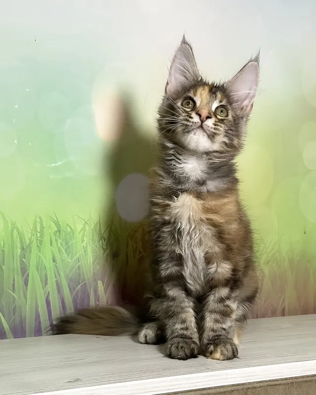 Sansa, photo 3