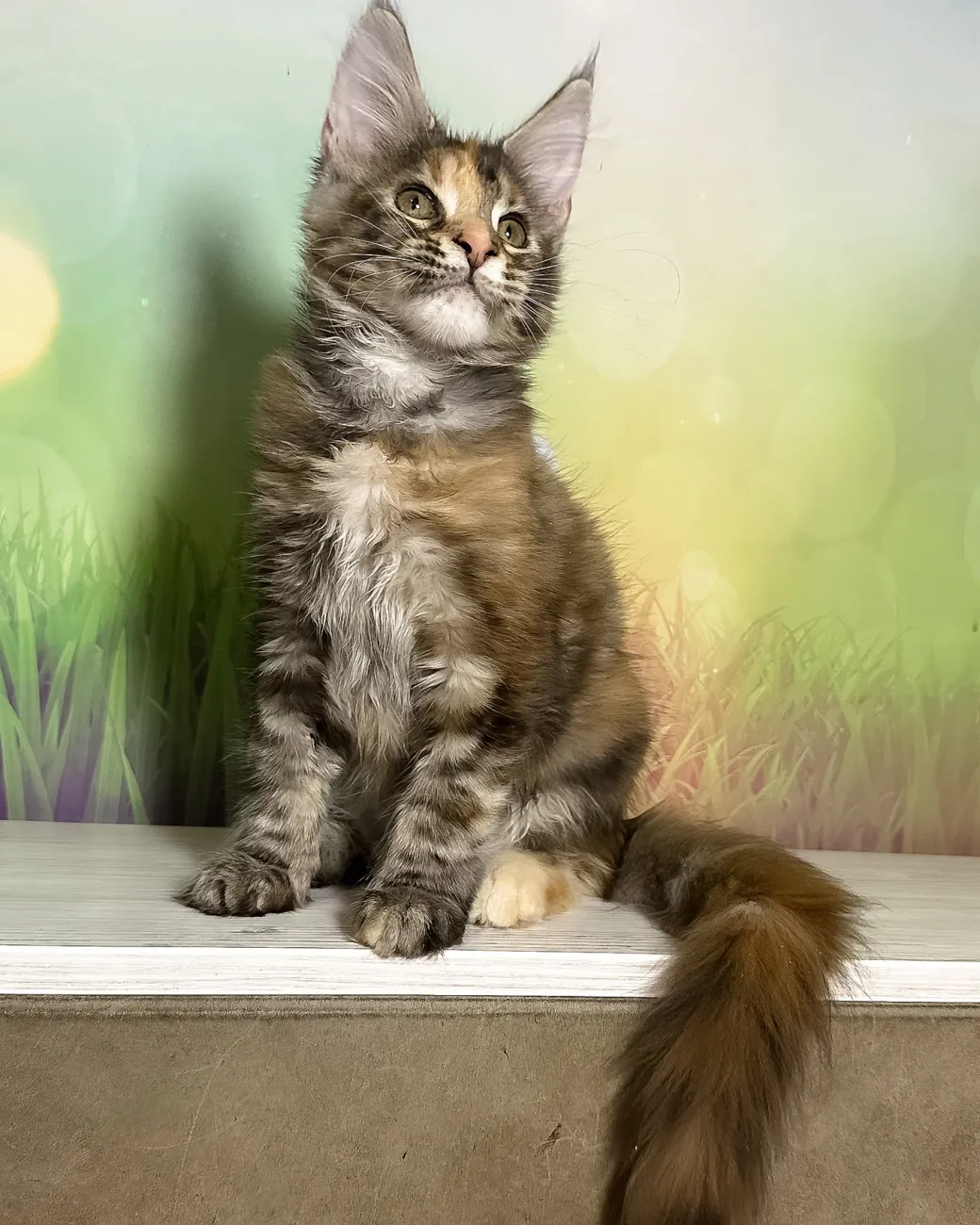 Sansa, black silver tortoise blotched tabby Maine Coon girl