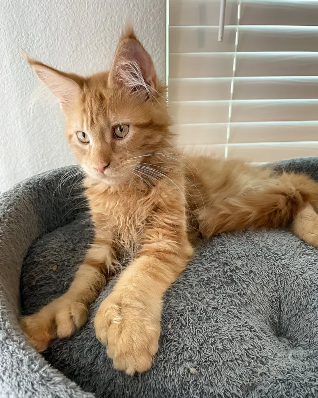 Simply, red tabby Maine Coon boy