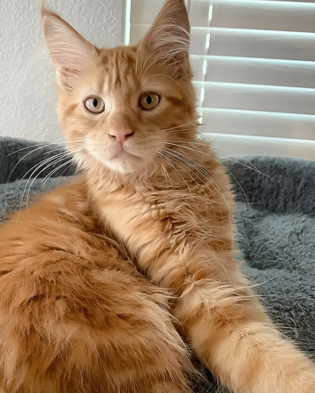 Simply, red tabby Maine Coon boy