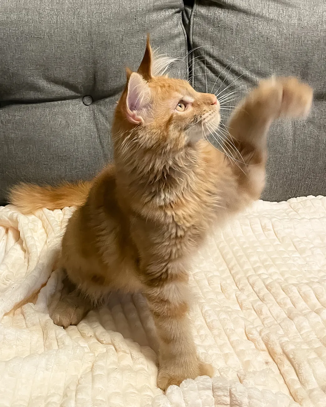 Simply, red tabby Maine Coon boy