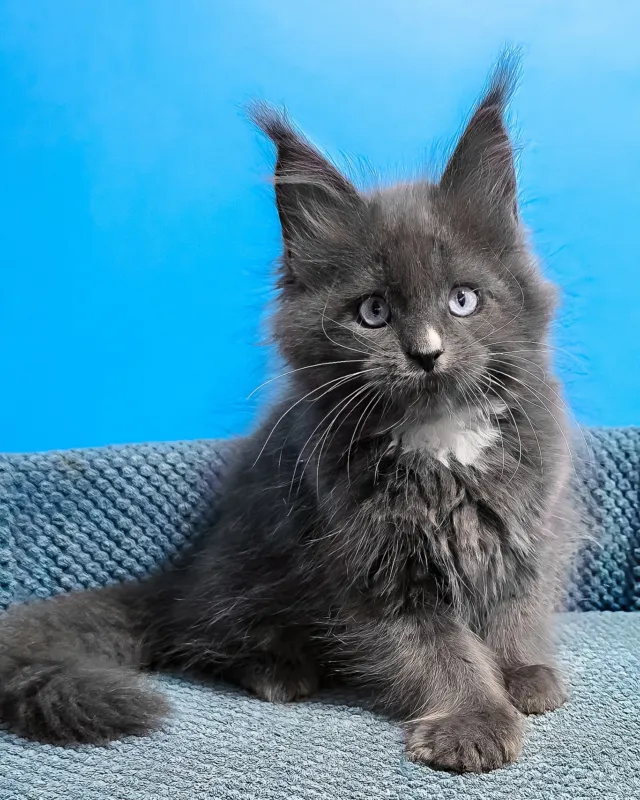 Ulyana, blue with white Maine Coon girl