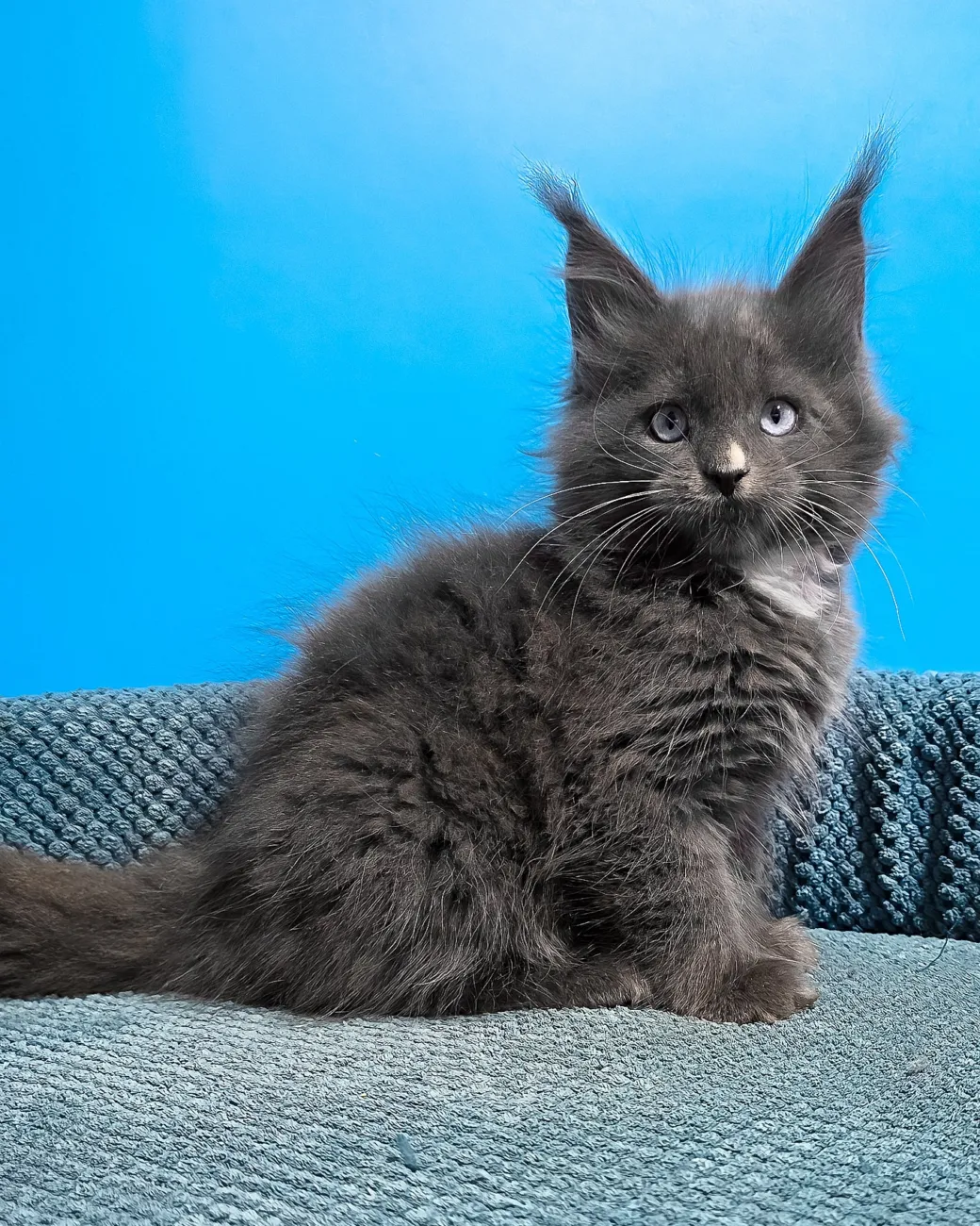 Ulyana, blue with white Maine Coon girl