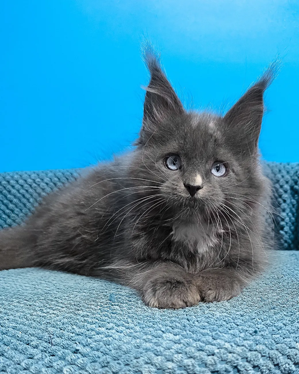 Ulyana, blue with white Maine Coon girl