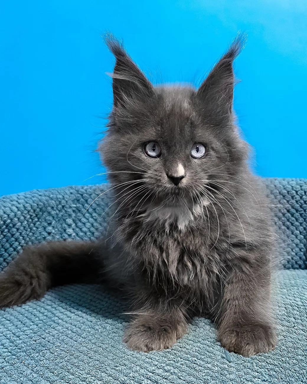 Ulyana, blue with white Maine Coon girl
