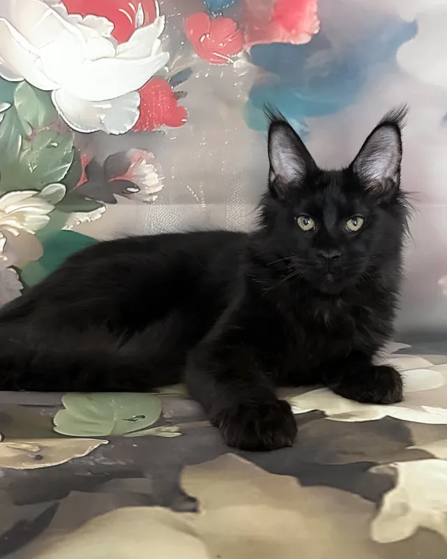 Xandra, black Maine Coon girl