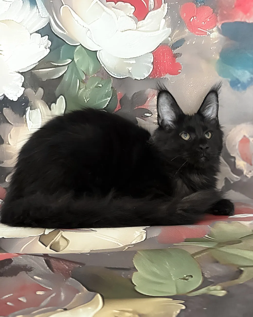 Xandra, black Maine Coon girl