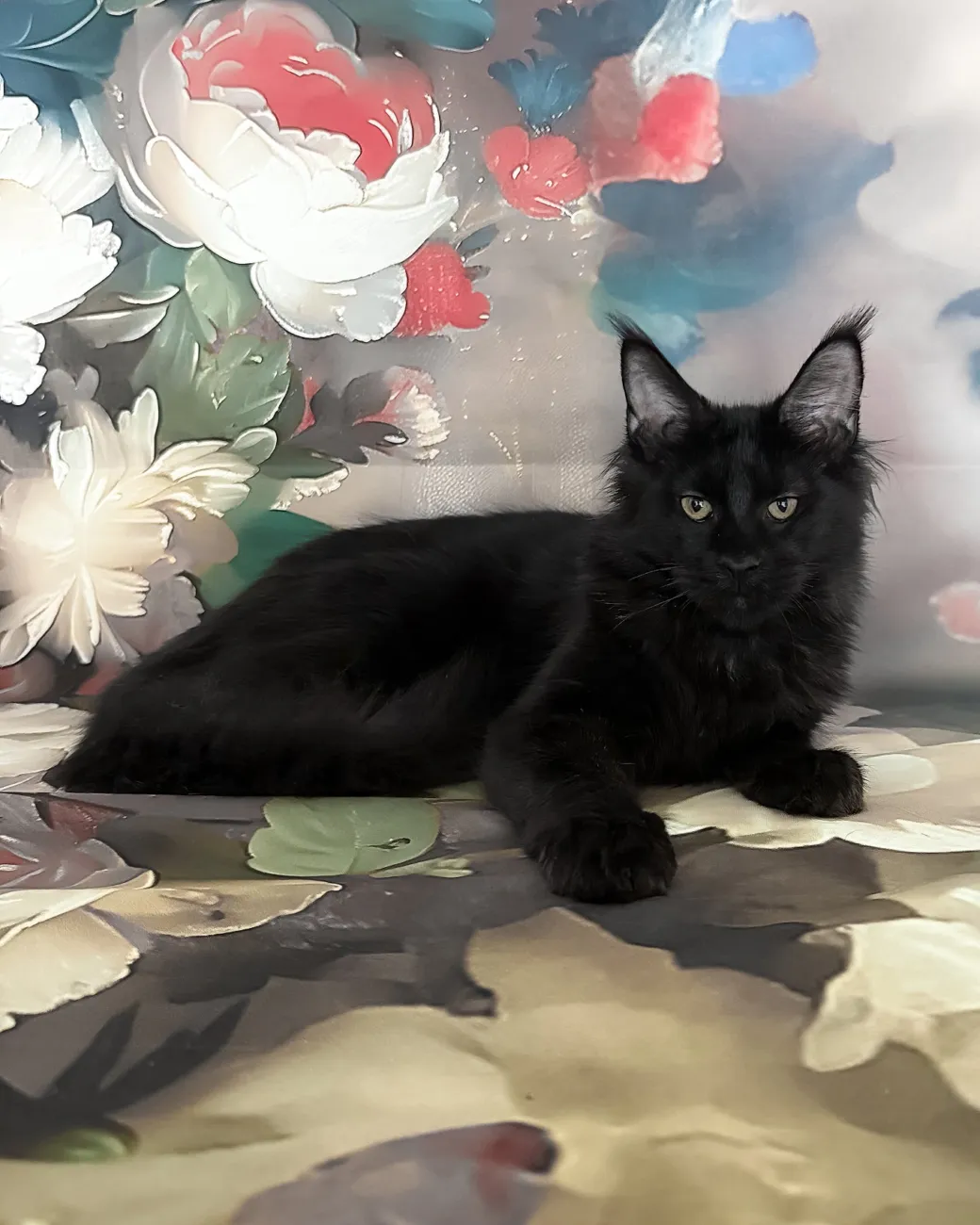 Xandra, black Maine Coon girl