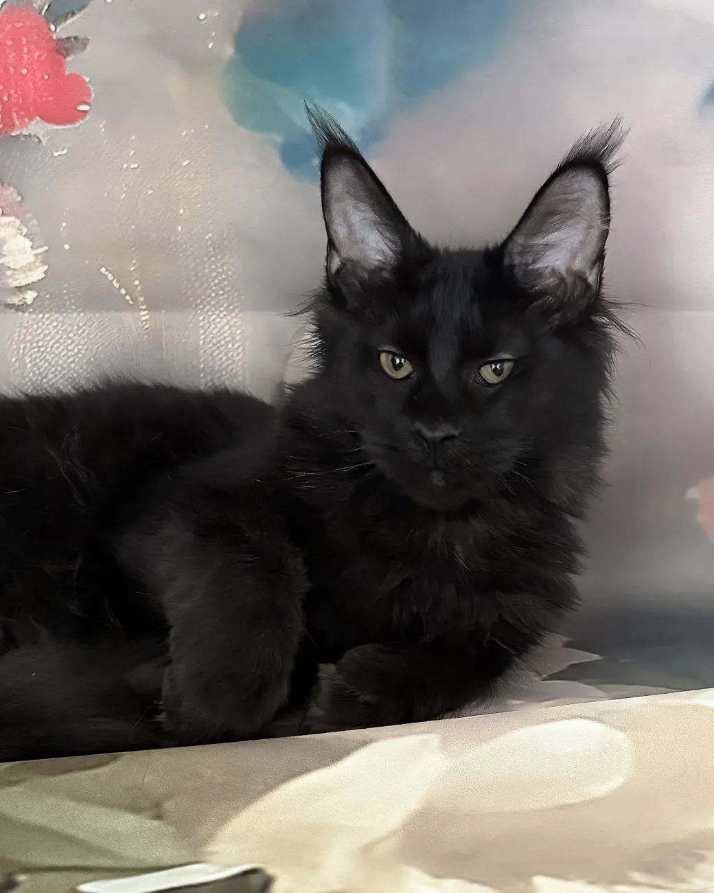 Xandra, black Maine Coon girl