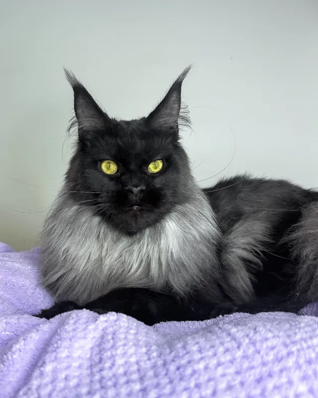 Yen, black smoke Maine Coon boy