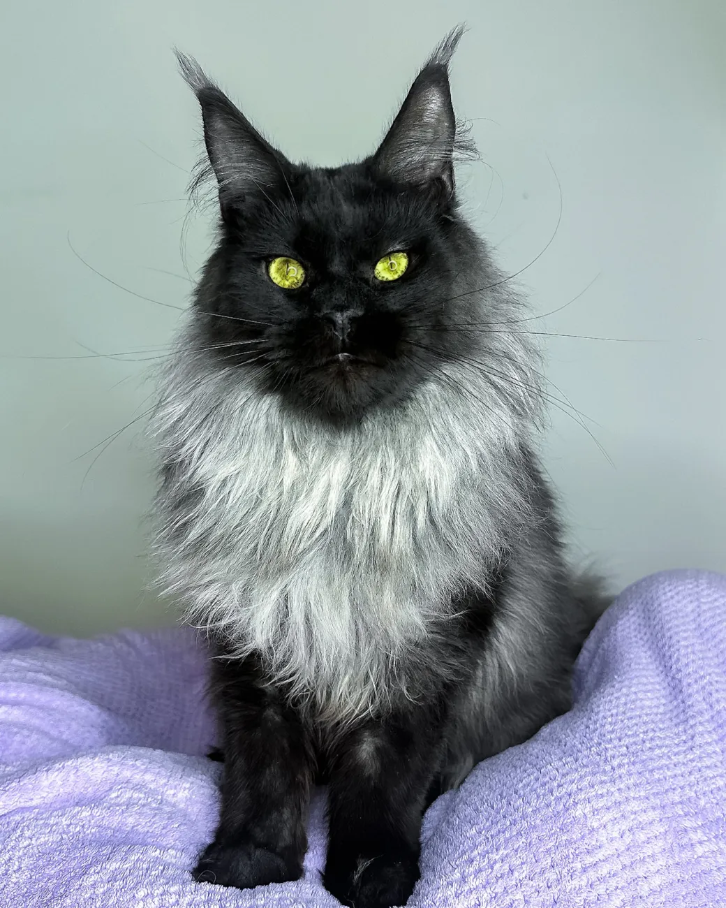 Yen, black smoke Maine Coon boy