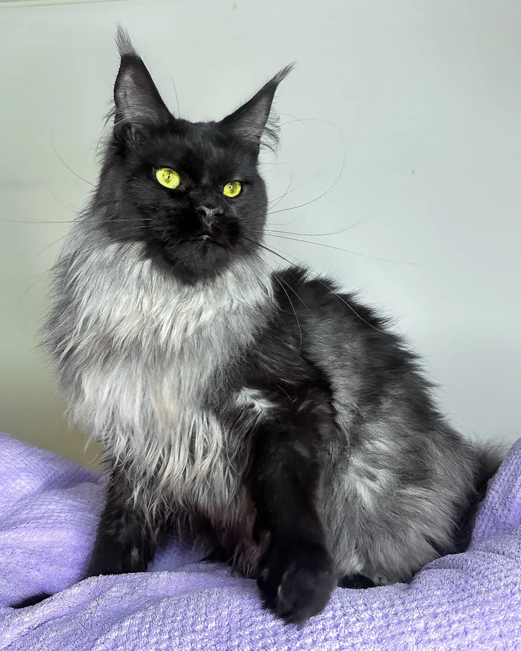 Yen, black smoke Maine Coon boy